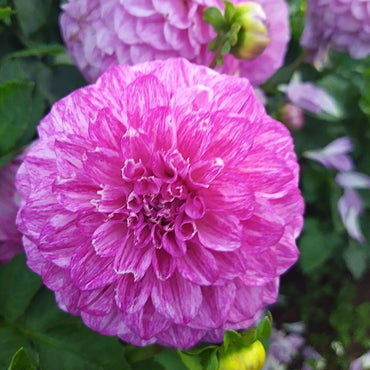 Dahlia- Splash (Tuber)