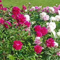 Fragrant Peony Mixture