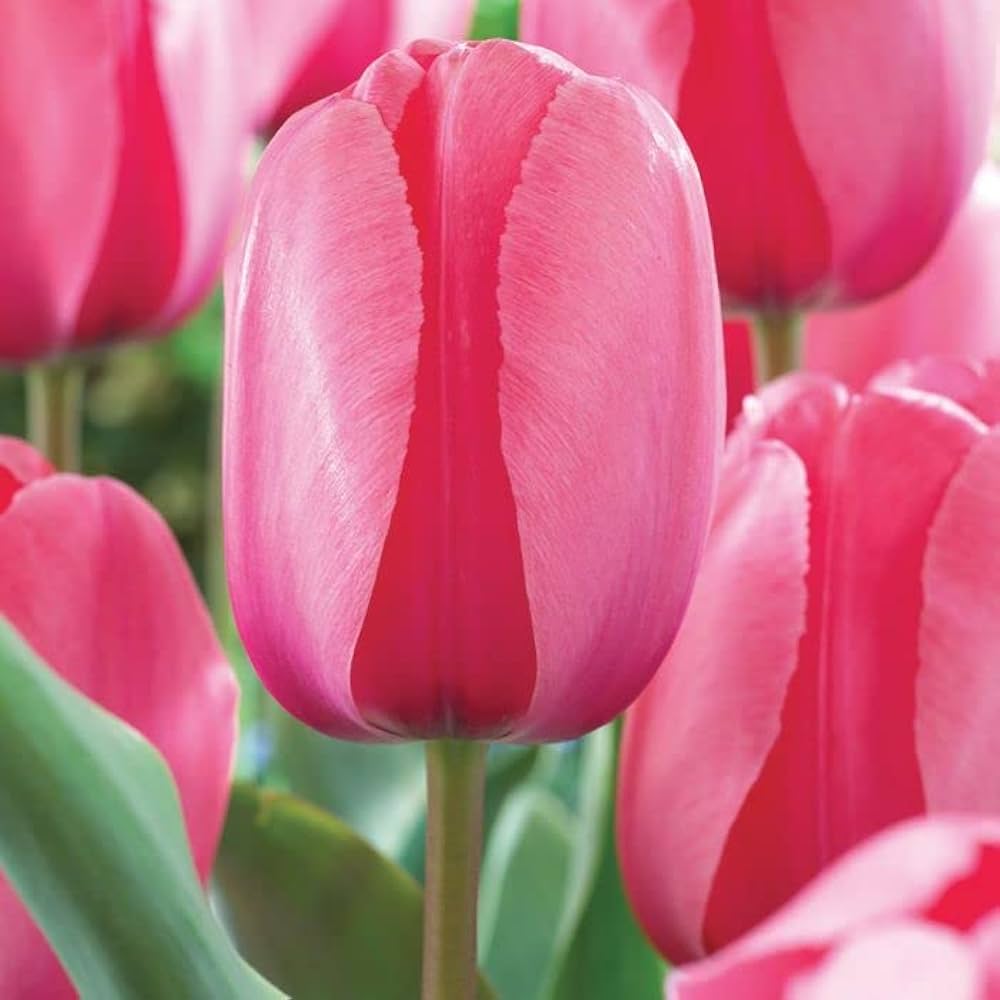 Pink Impression Tulip Seeds