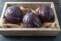 Buscaro – Organic Cabbage Seed