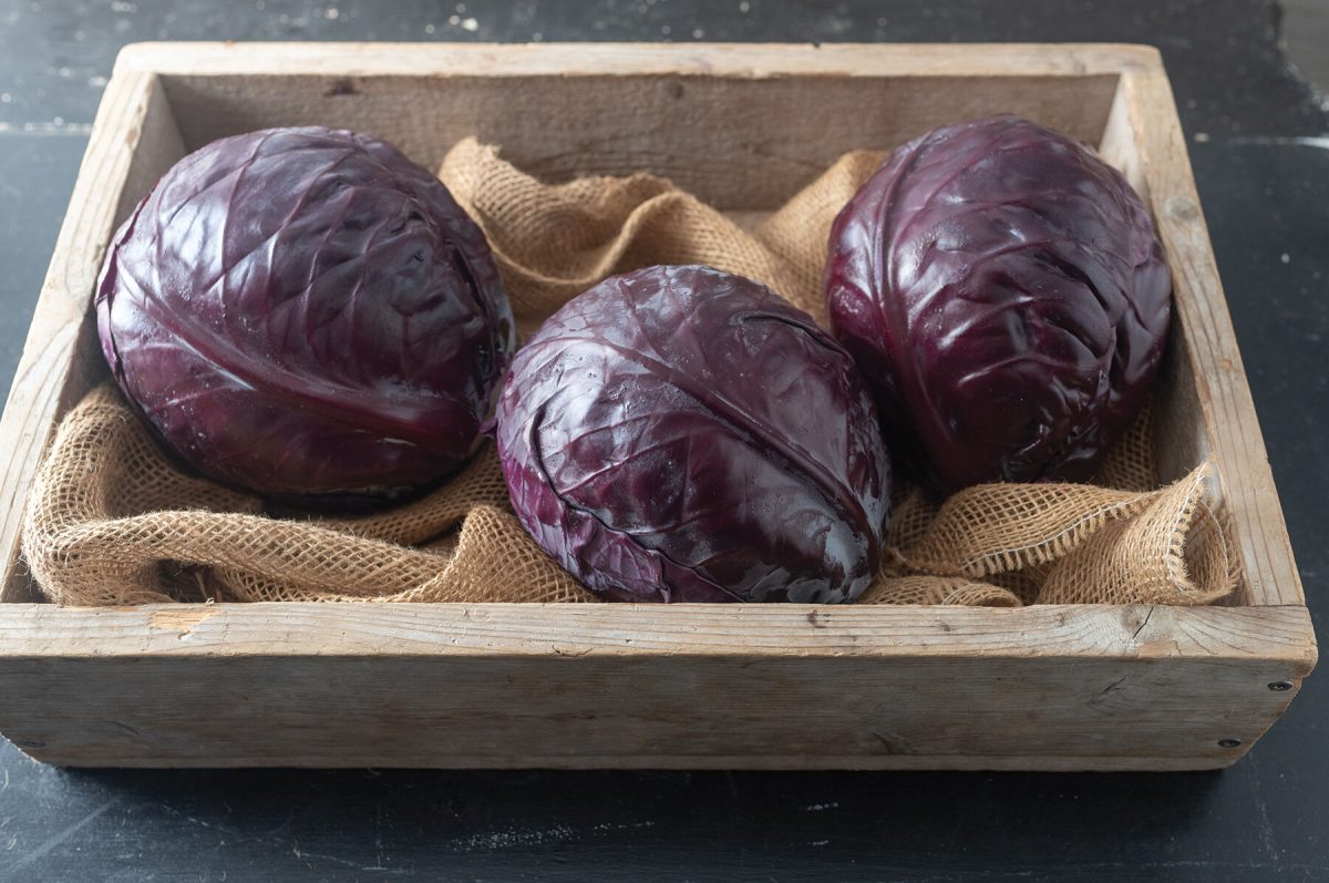 Buscaro – Organic Cabbage Seed