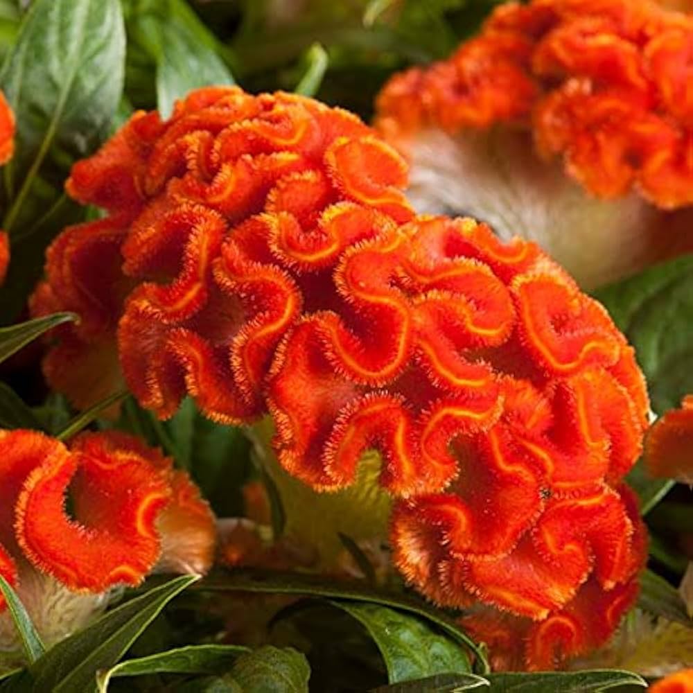 Orange Celosia Flower Seeds, Heirloom, Non-GMO Seeds for Planting