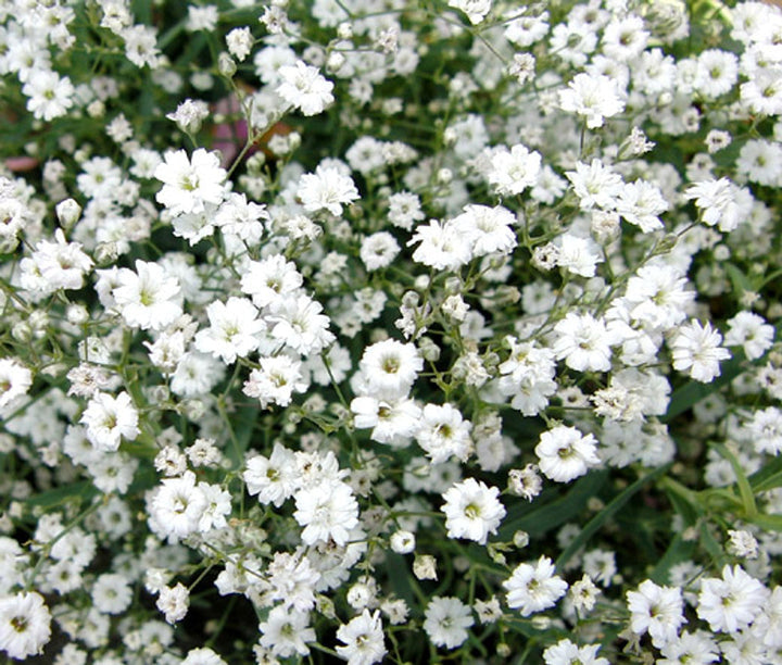 White Gypsophila Repens Seeds – Organic, Heirloom, Non-GMO Flower Seeds for Planting