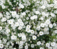 White Gypsophila Repens Seeds – Organic, Heirloom, Non-GMO Flower Seeds for Planting