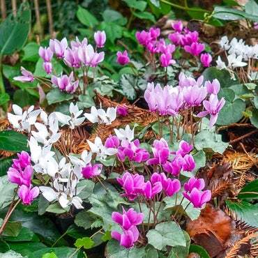 Hardy Winter-Blooming Silver Leaf Cyclamen Mixture Seeds