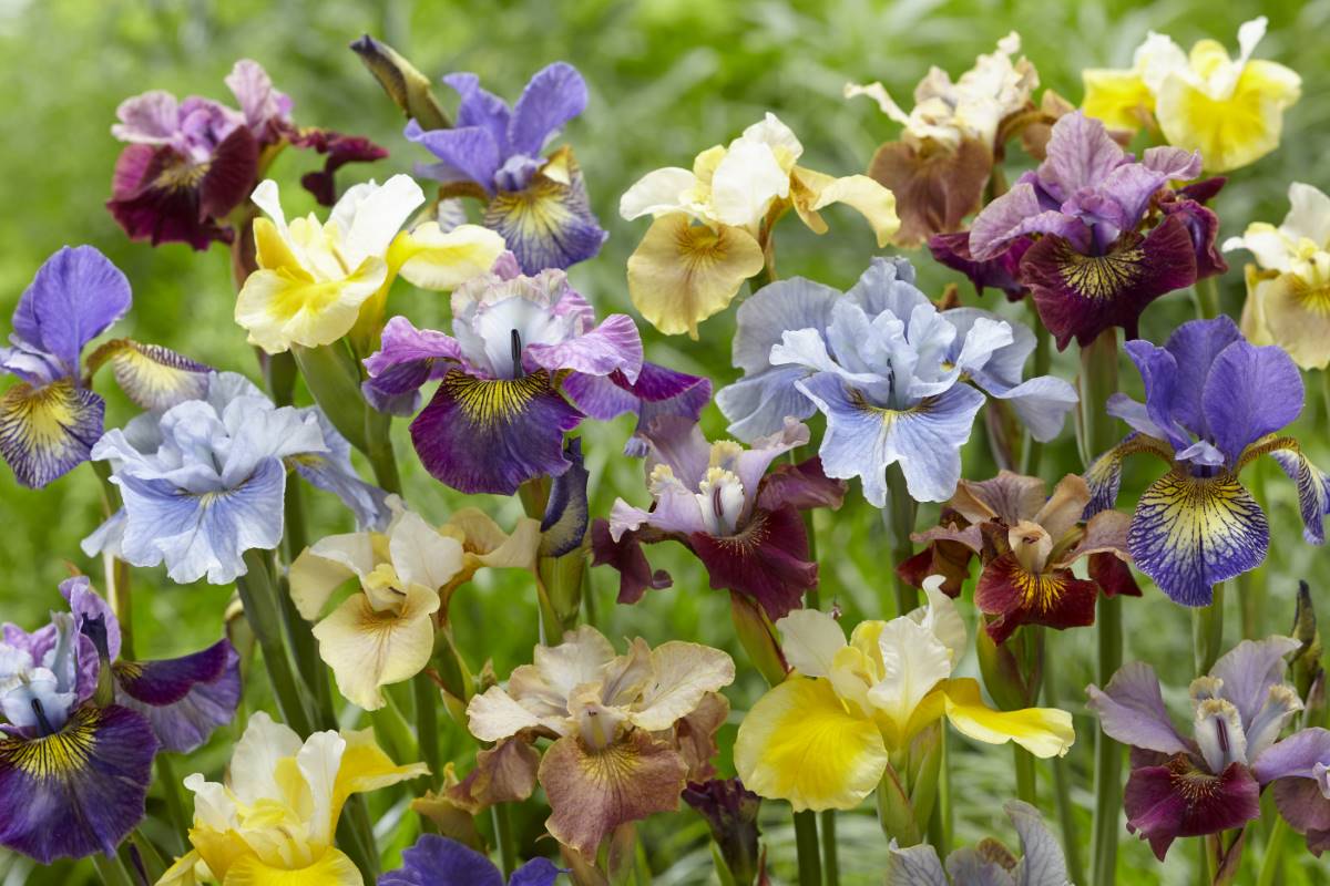 Peacock Butterfly Siberian Iris Mixture