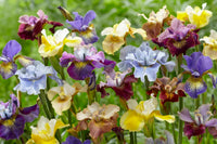 Peacock Butterfly Siberian Iris Mixture