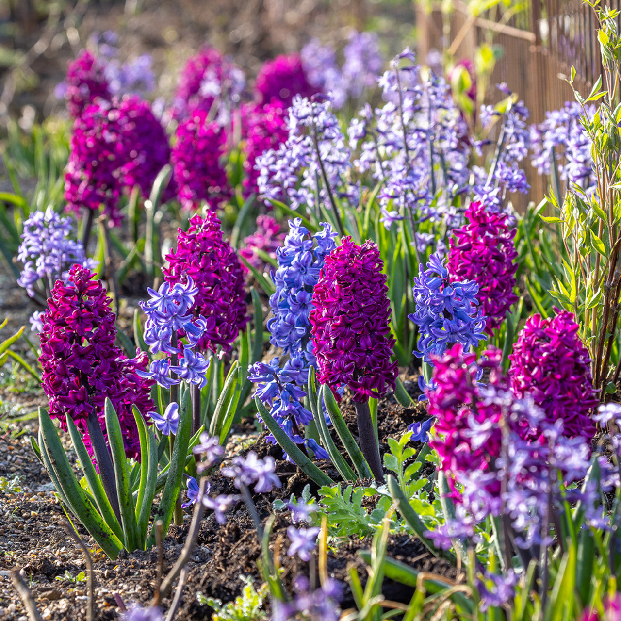 Jewel Hyacinth Collection Seeds