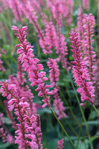 Flamingo Feathers Mountain Fleece