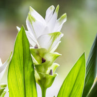 Organic Curcuma Longa Flower Seeds for Planting – Heirloom, Non-GMO