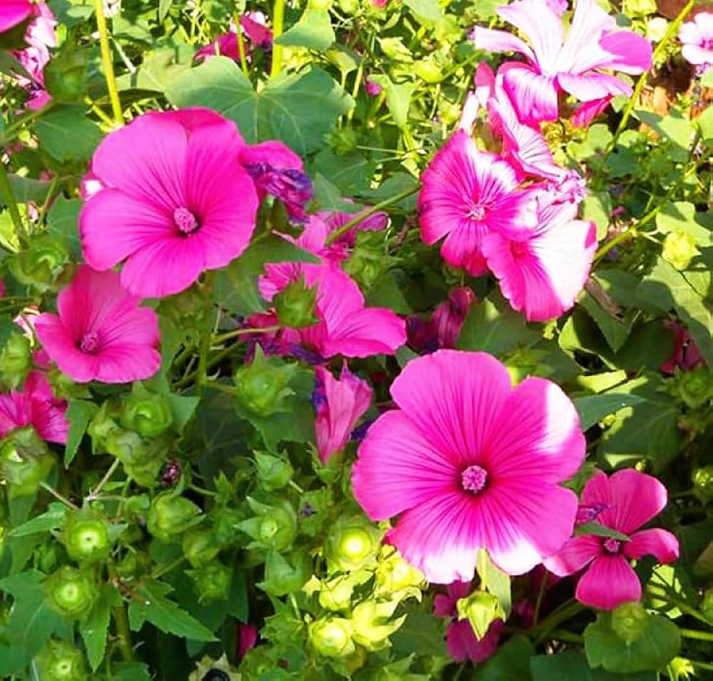 Organic Pink Lavatera Flower Seeds for Planting – Heirloom, Non-GMO