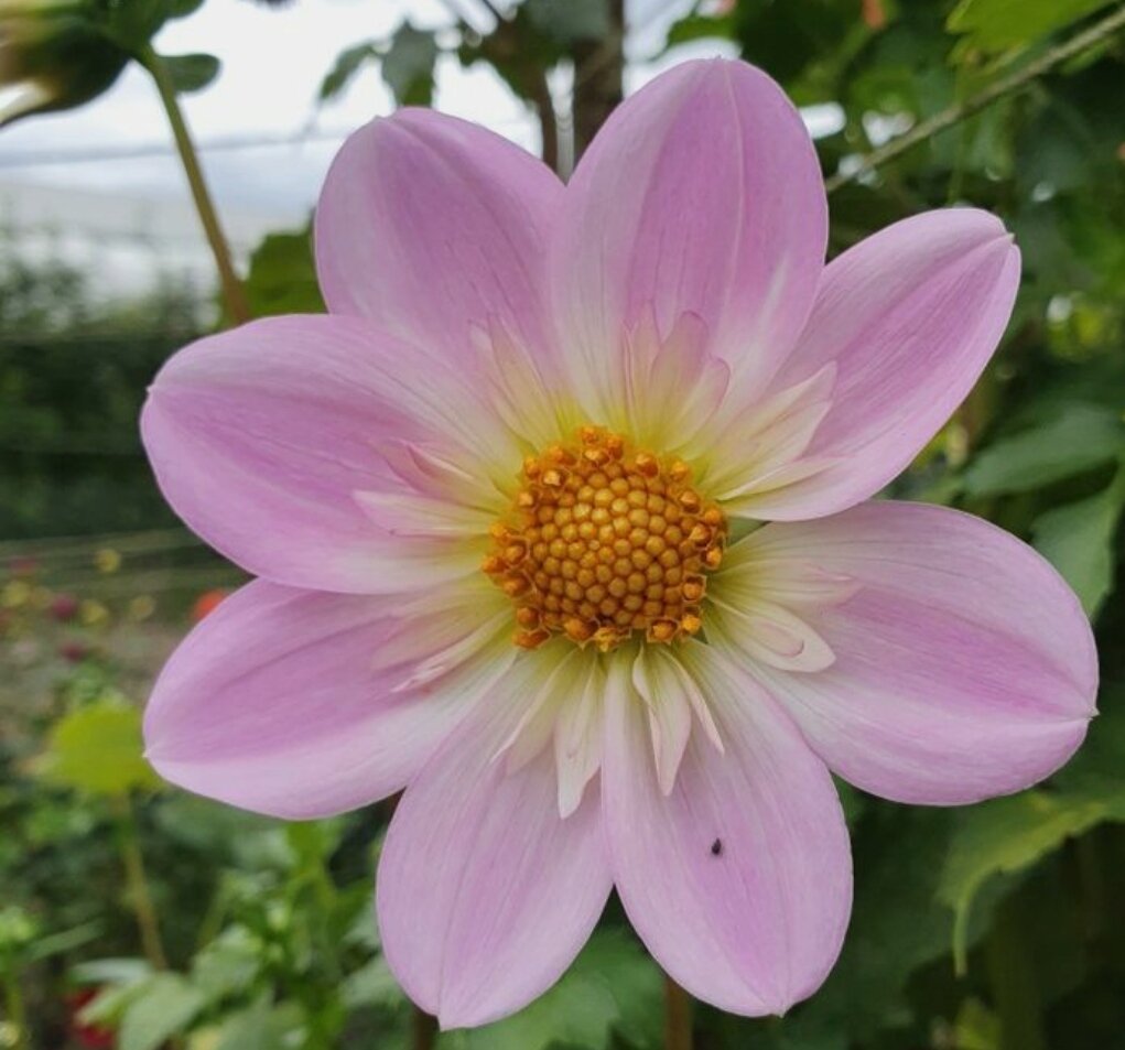 Dahlia- Pinky O (Tuber)