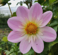 Dahlia- Pinky O (Tuber)