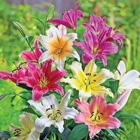 Classic Lily Tree Collection Seeds