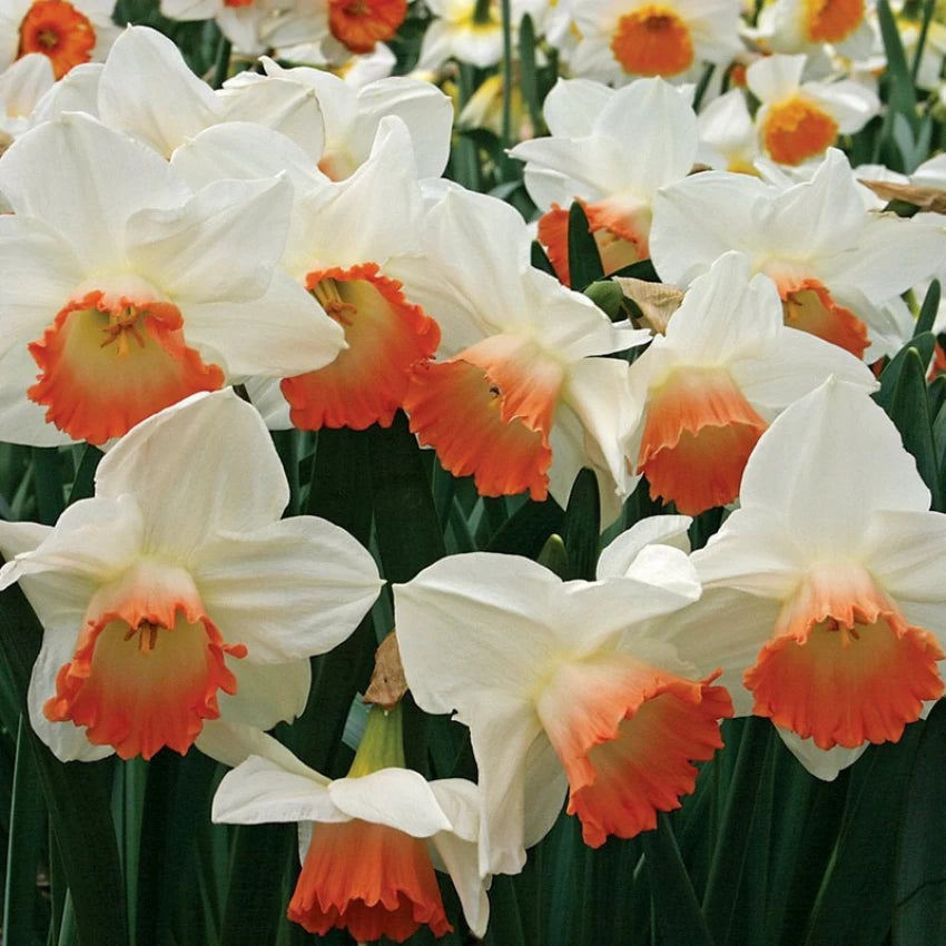 Pink Charm Daffodil Seeds