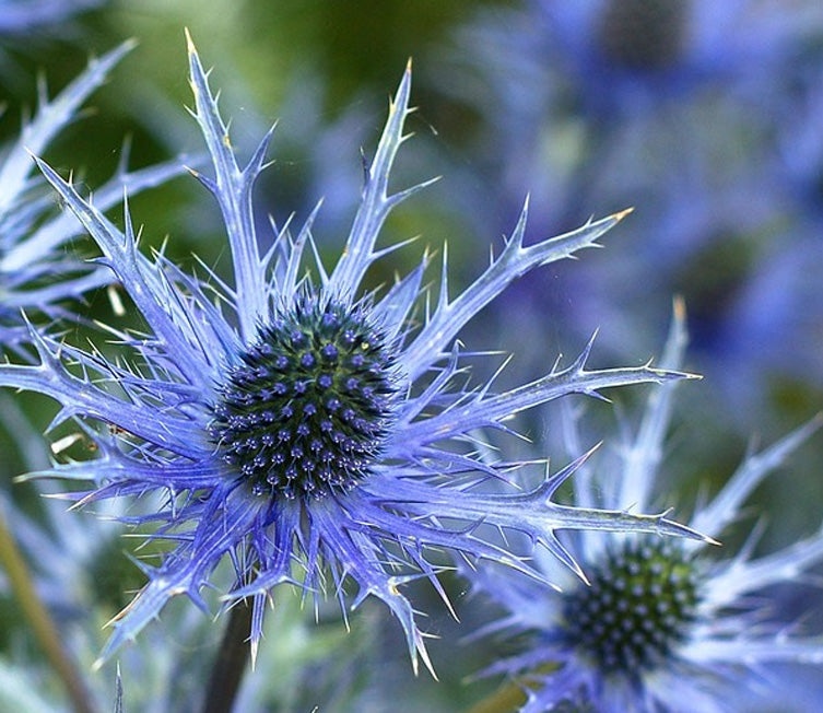 Blue Star Sea Holly