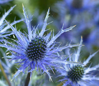 Blue Star Sea Holly