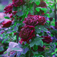 Maroon Climbing Rose Heirloom Non-GMO Seeds for Planting for planting in home garden