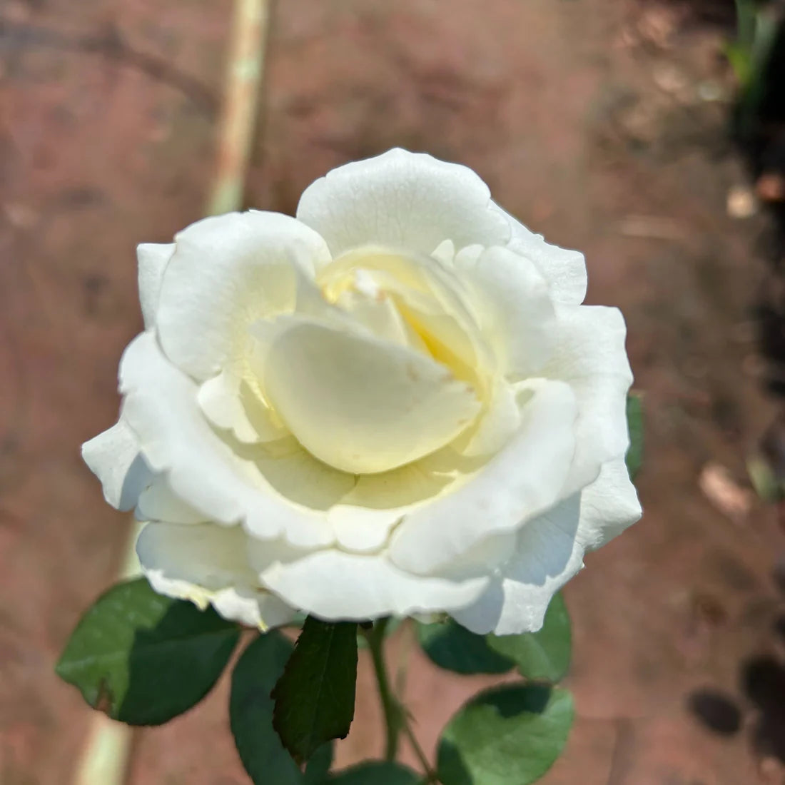 Rose (Rose scientific name) for planting in garden