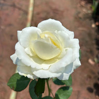 Rose (Rose scientific name) for planting in garden