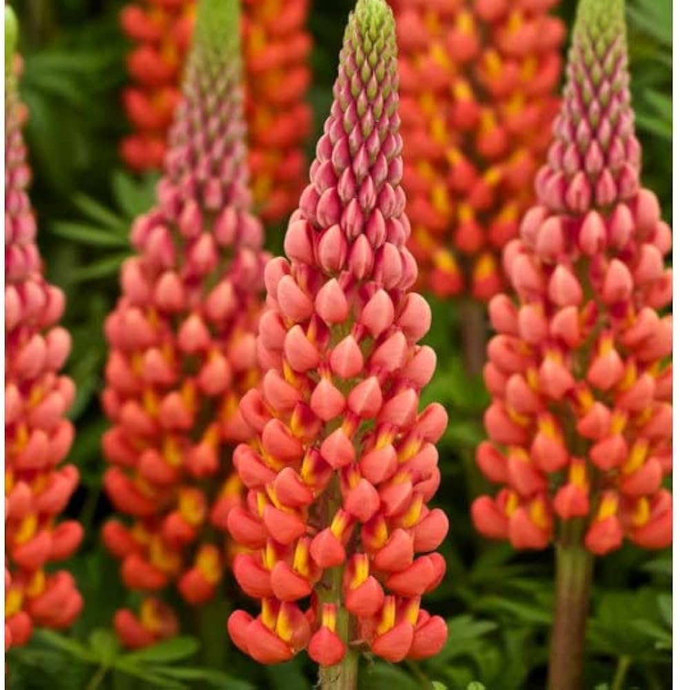 Heirloom Non-GMO Orange Lupine Flower Seeds for Tall Spikes and Pollinator Garden Planting for planting in home garden