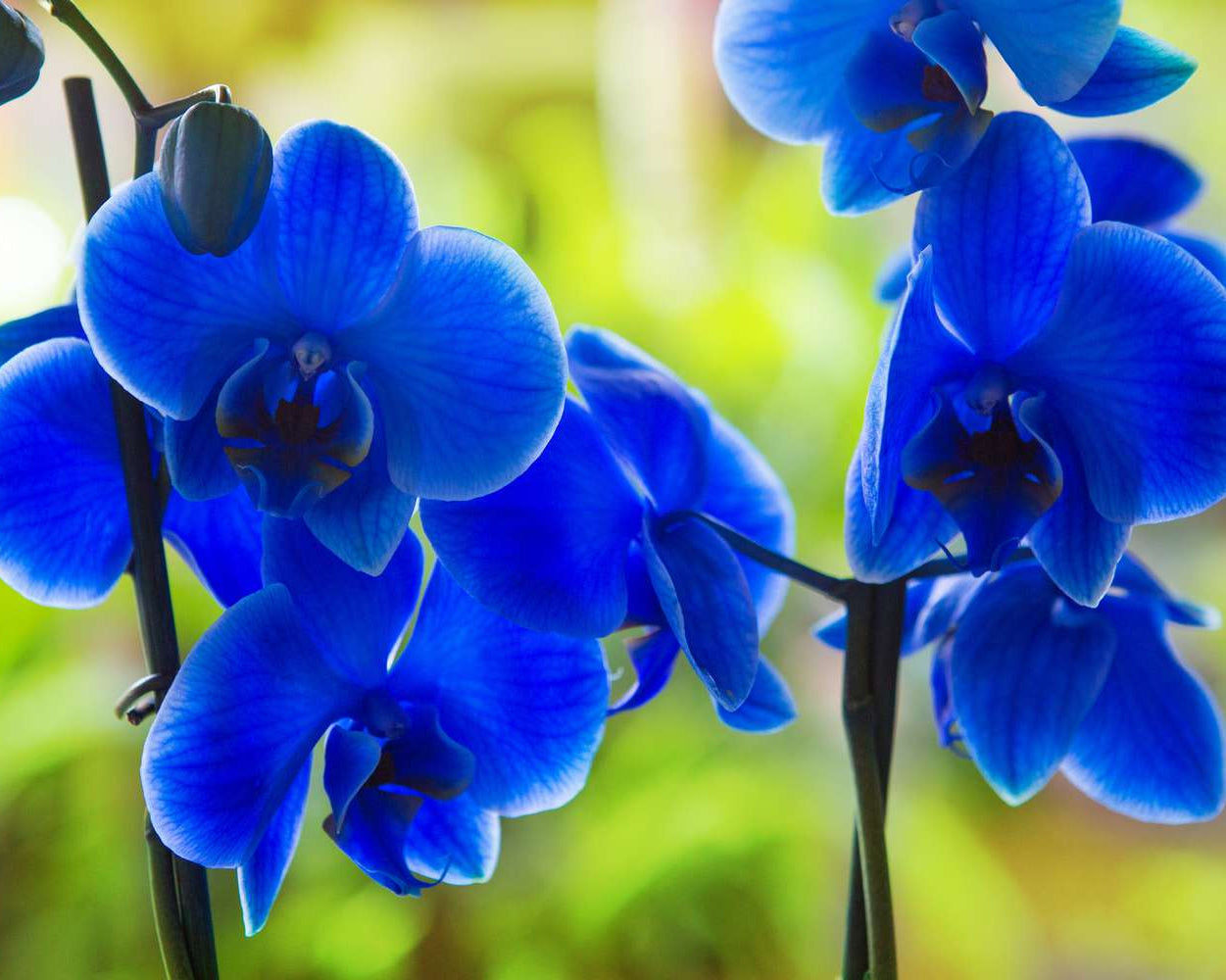 Organic Deep Blue Phalaenopsis Orchid Seeds for Planting for planting in home garden