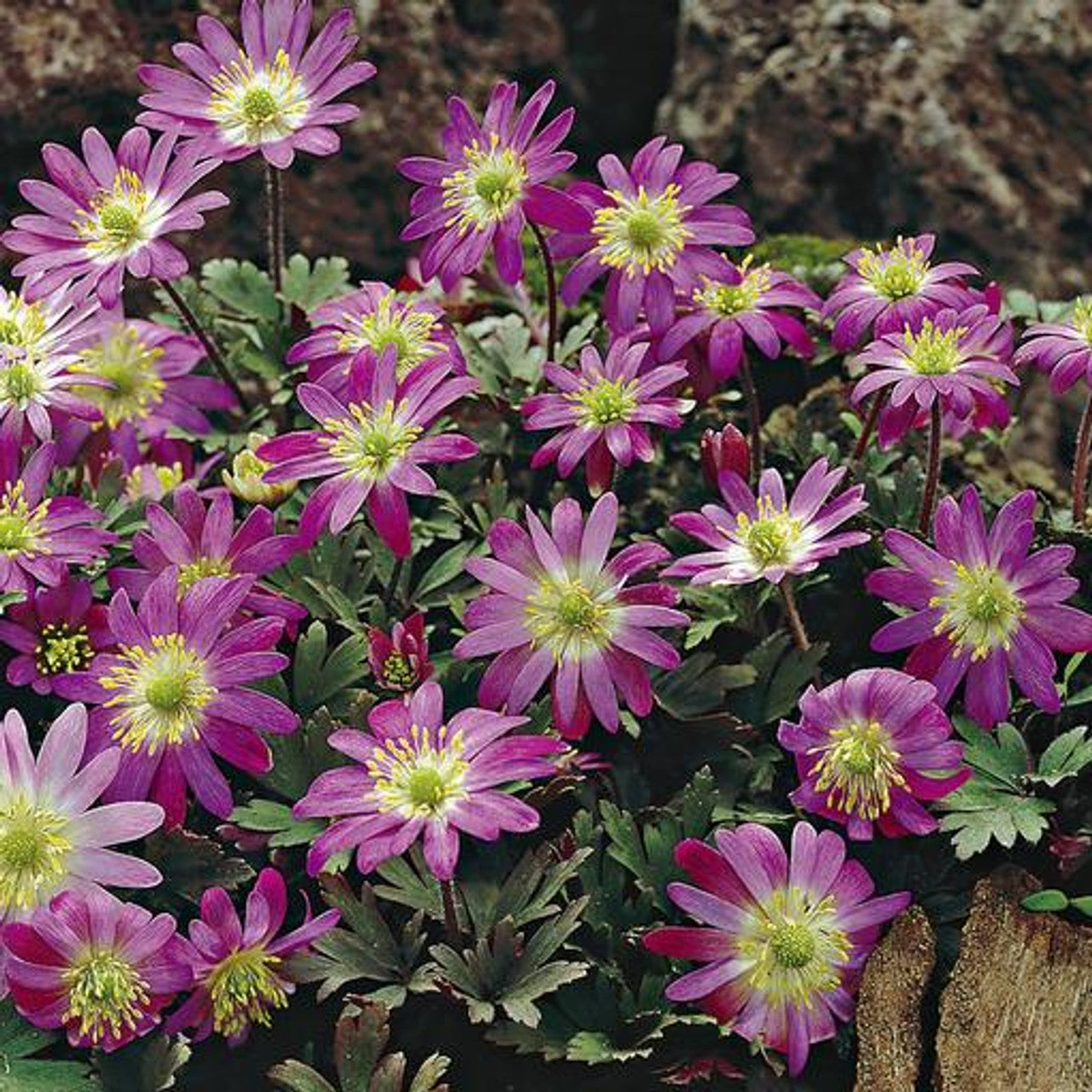 Heirloom Non-GMO Pink Blanda Star Flower Seeds for Garden Planting for planting in home garden