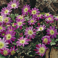 Heirloom Non-GMO Pink Blanda Star Flower Seeds for Garden Planting for planting in home garden