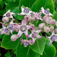 Heirloom Calotropis Gigantea Flower Seeds, Non-GMO Giant Milkweed Blooms for Butterfly Garden Planting for planting in home garden