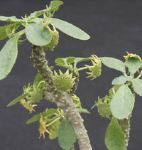 Dorstenia Lavrano Plant Seeds for Planting - Heirloom and Non-GMO Seeds for Home Garden for planting in home garden