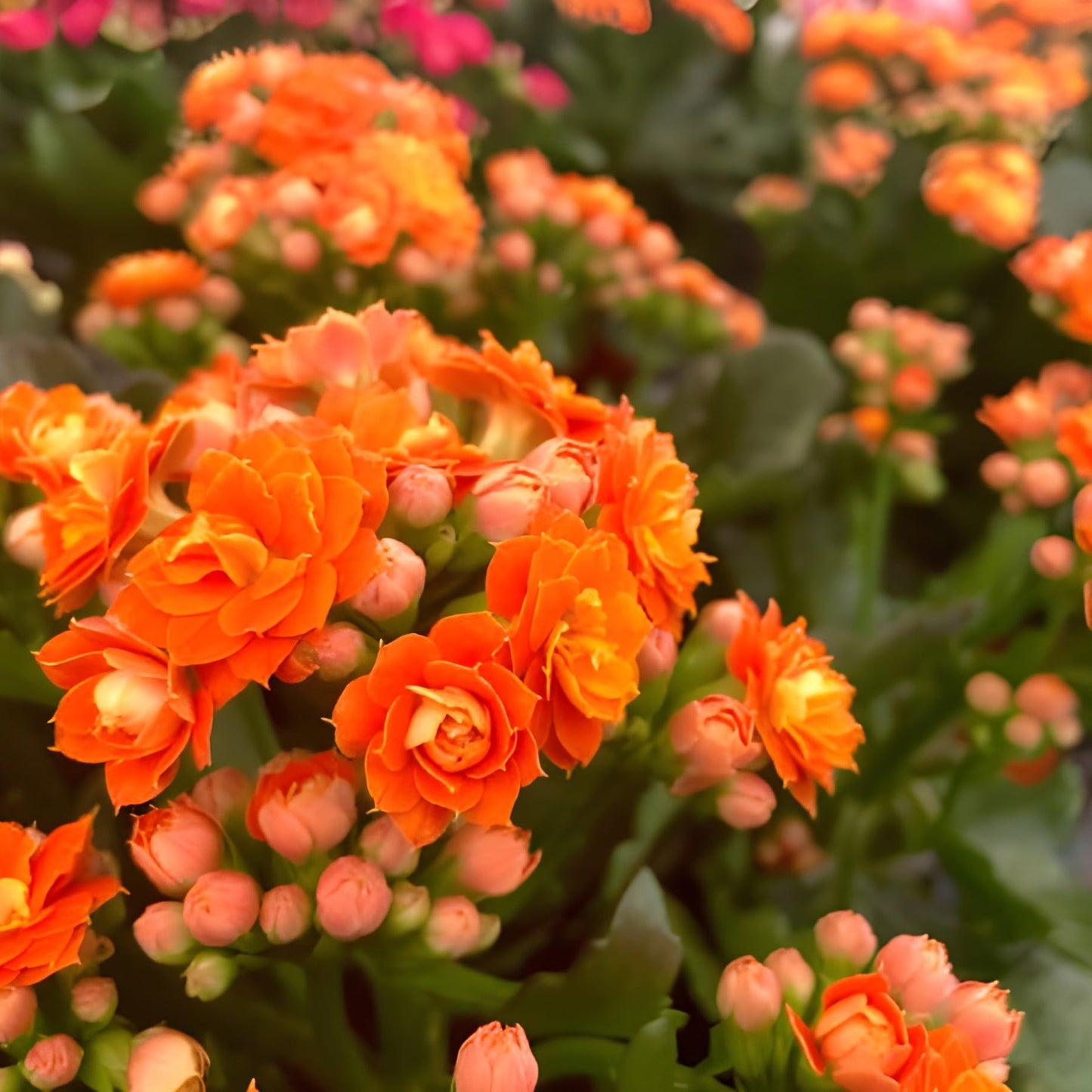 Heirloom Non-GMO Orange Kalanchoe Flower Seeds for Lively Garden Pots and Indoor Planting for planting in home garden