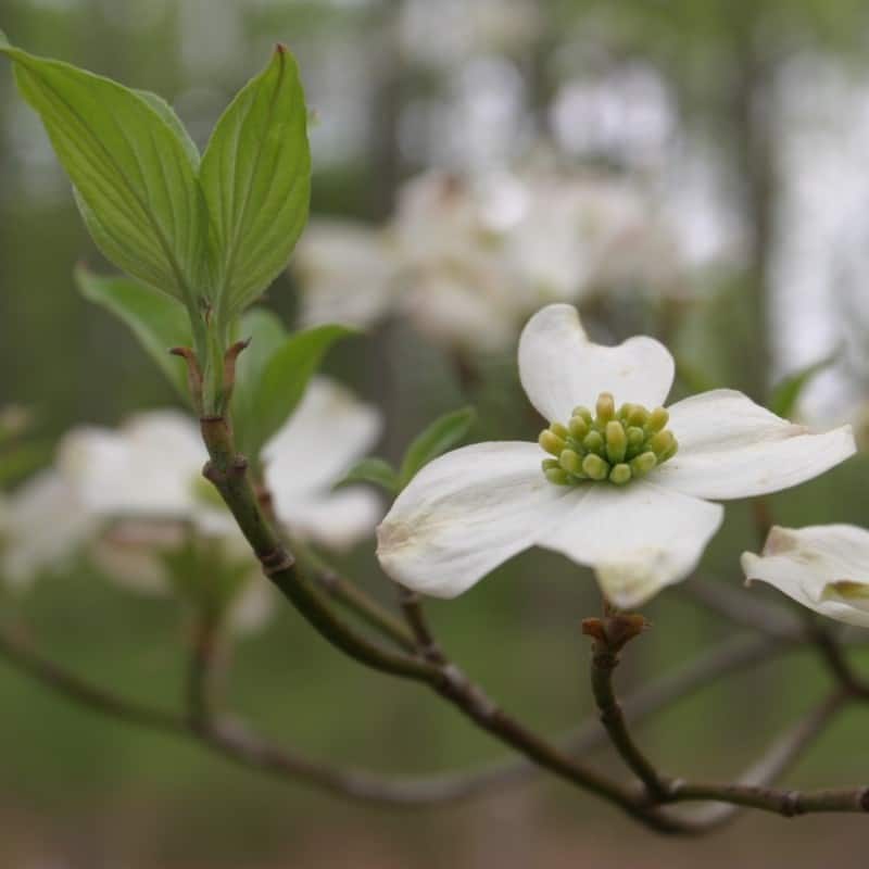 Heirloom Non-GMO Cornus Flower Seeds for Garden Planting for planting in home garden