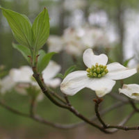 Heirloom Non-GMO Cornus Flower Seeds for Garden Planting for planting in home garden