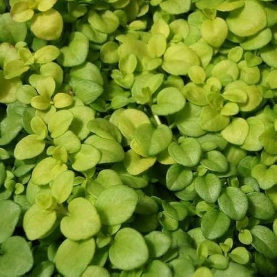 Heirloom Non-GMO Green Veronica Repens Plant Seeds for Ground Cover and Rock Garden Planting for planting in home garden