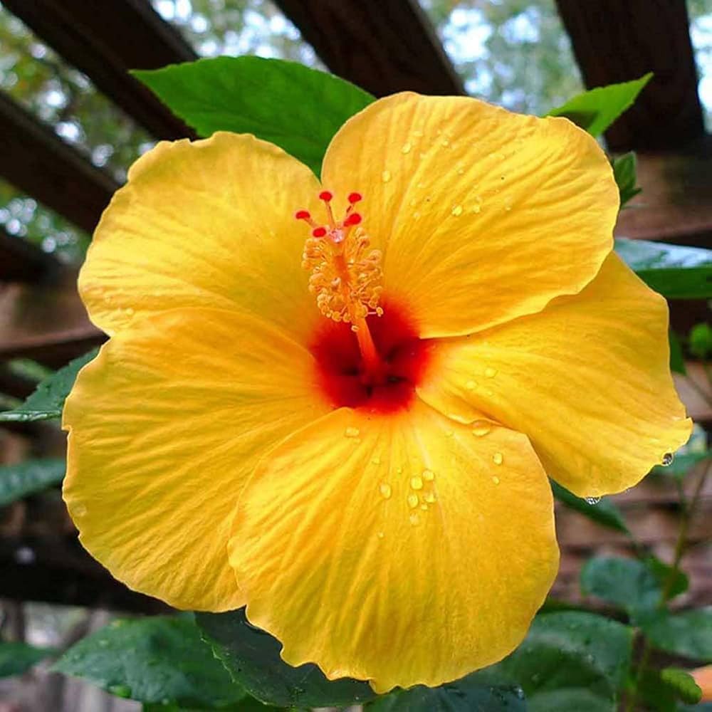 Yellow Hibiscus Flower Seeds for planting in home garden