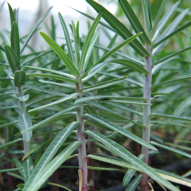 Lathyris Plant Seeds for planting in home garden