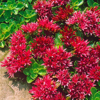 Heirloom Non-GMO Red Sedum Flower Seeds for Planting for planting in home garden