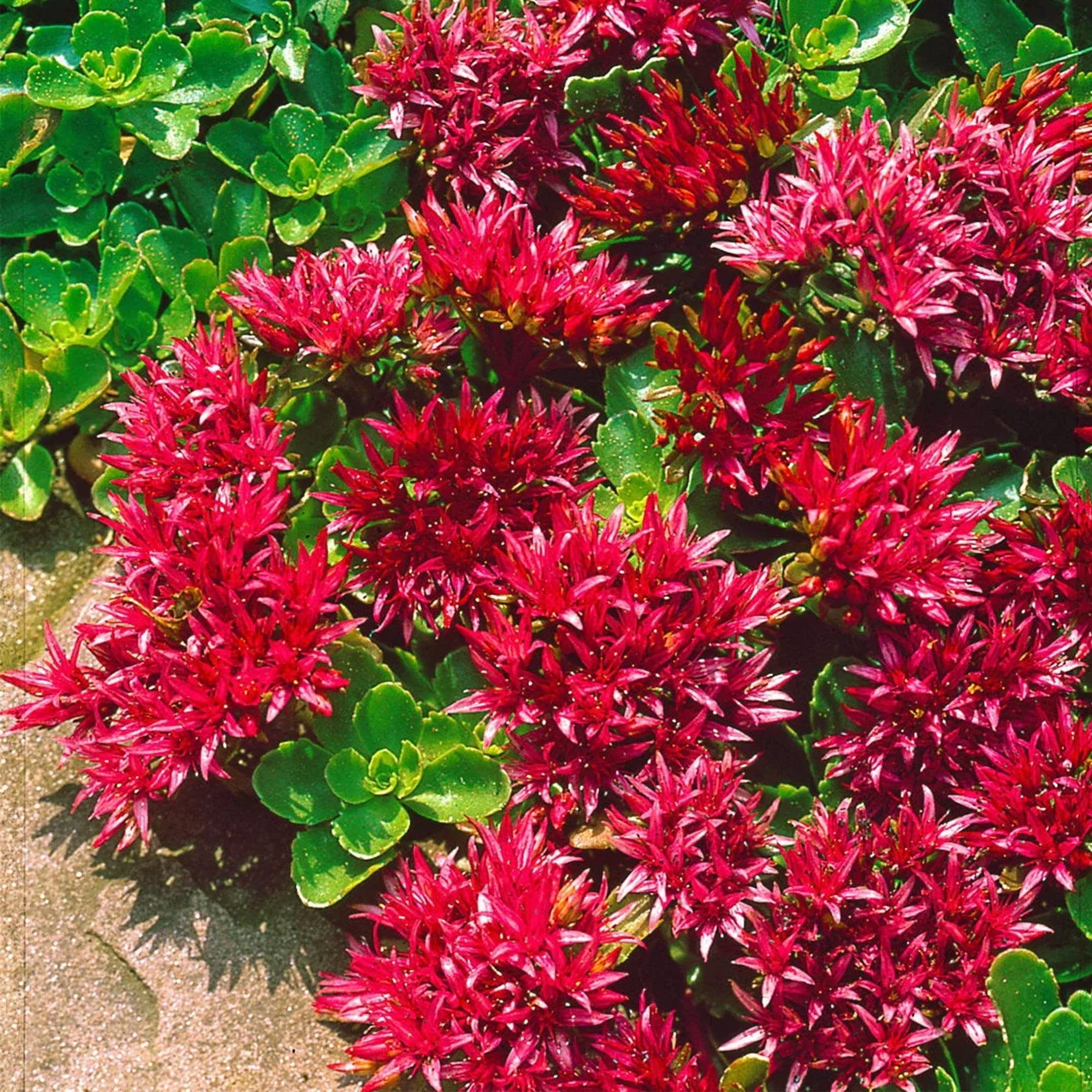 Heirloom Non-GMO Red Sedum Flower Seeds for Planting for planting in home garden
