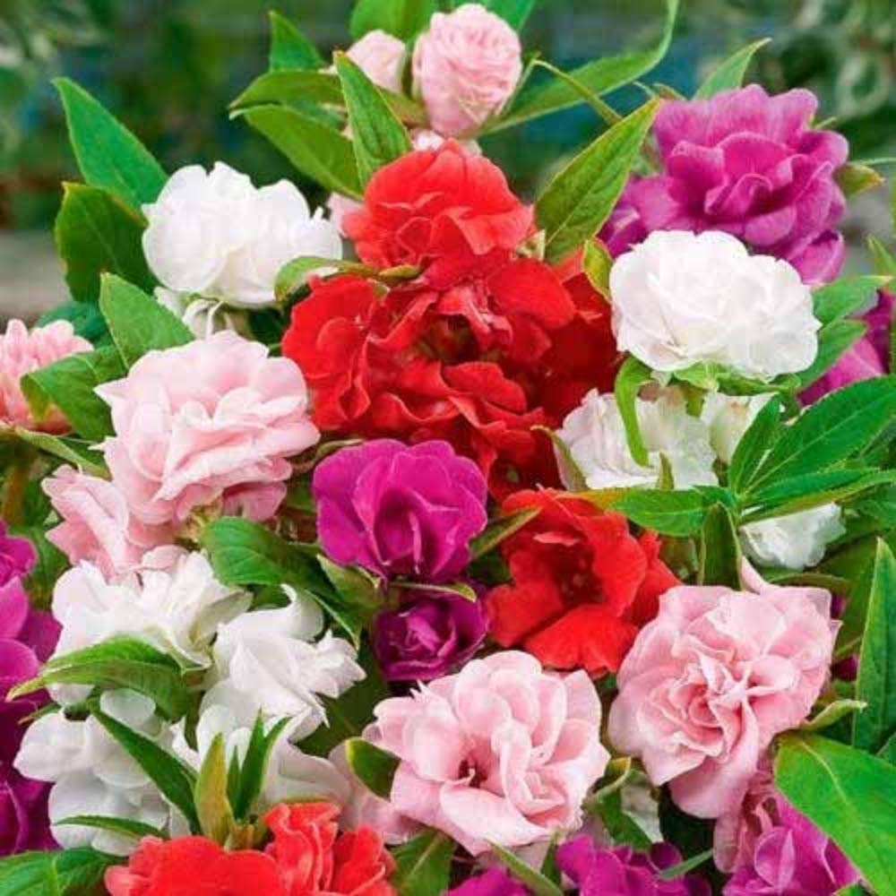 Heirloom Non-GMO Mixed Impatiens Balsamine Flower Seeds for planting in home garden