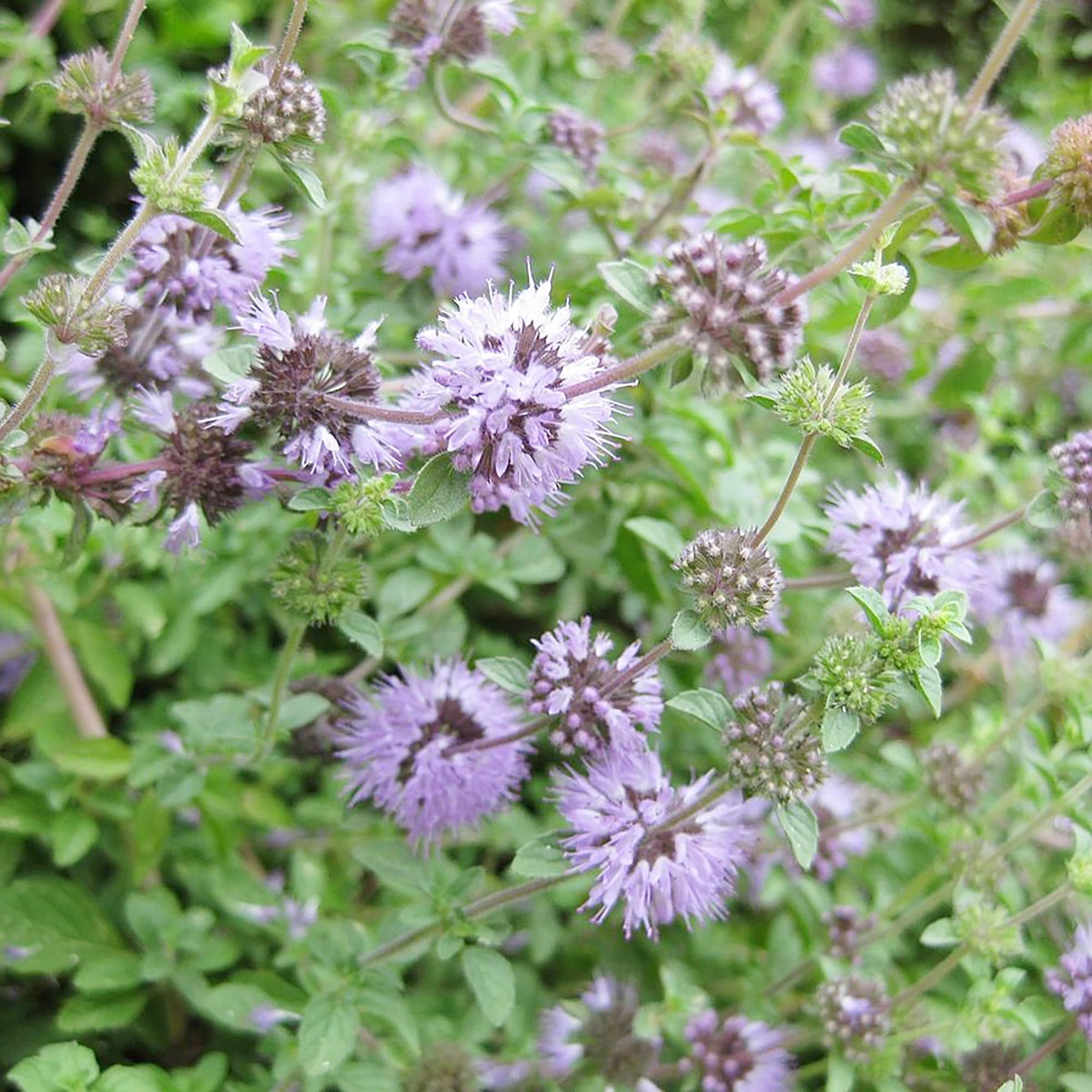 Heirloom Non-GMO Purple Pennyroyal Flower Seeds for planting in home garden