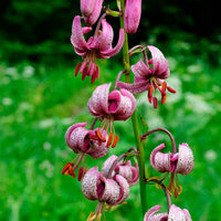 Heirloom Non-GMO Lilium Martagon Flower Seeds for Unique Garden Blooms and Woodland Planting for planting in home garden