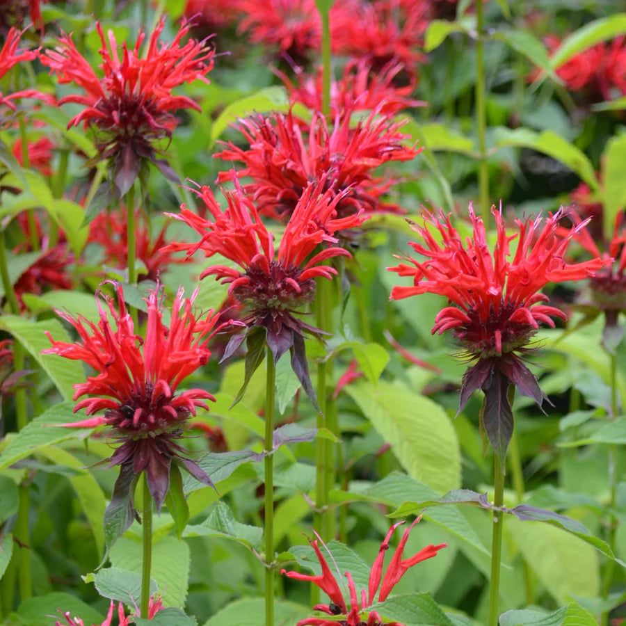 Heirloom Non-GMO Red Monarda Didyma Flower Seeds for Pollinator-Friendly Gardens and Vibrant Planting for planting in home garden