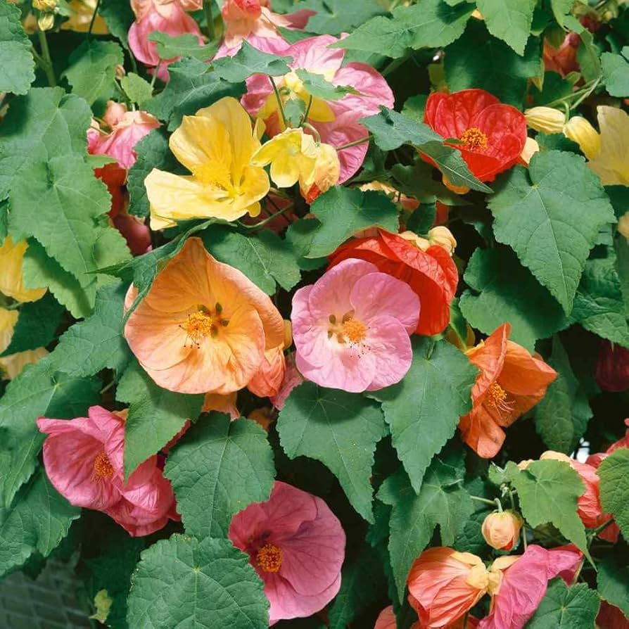 Heirloom Non-GMO Mix Abutilon Flower Seeds for Garden Planting for planting in home garden