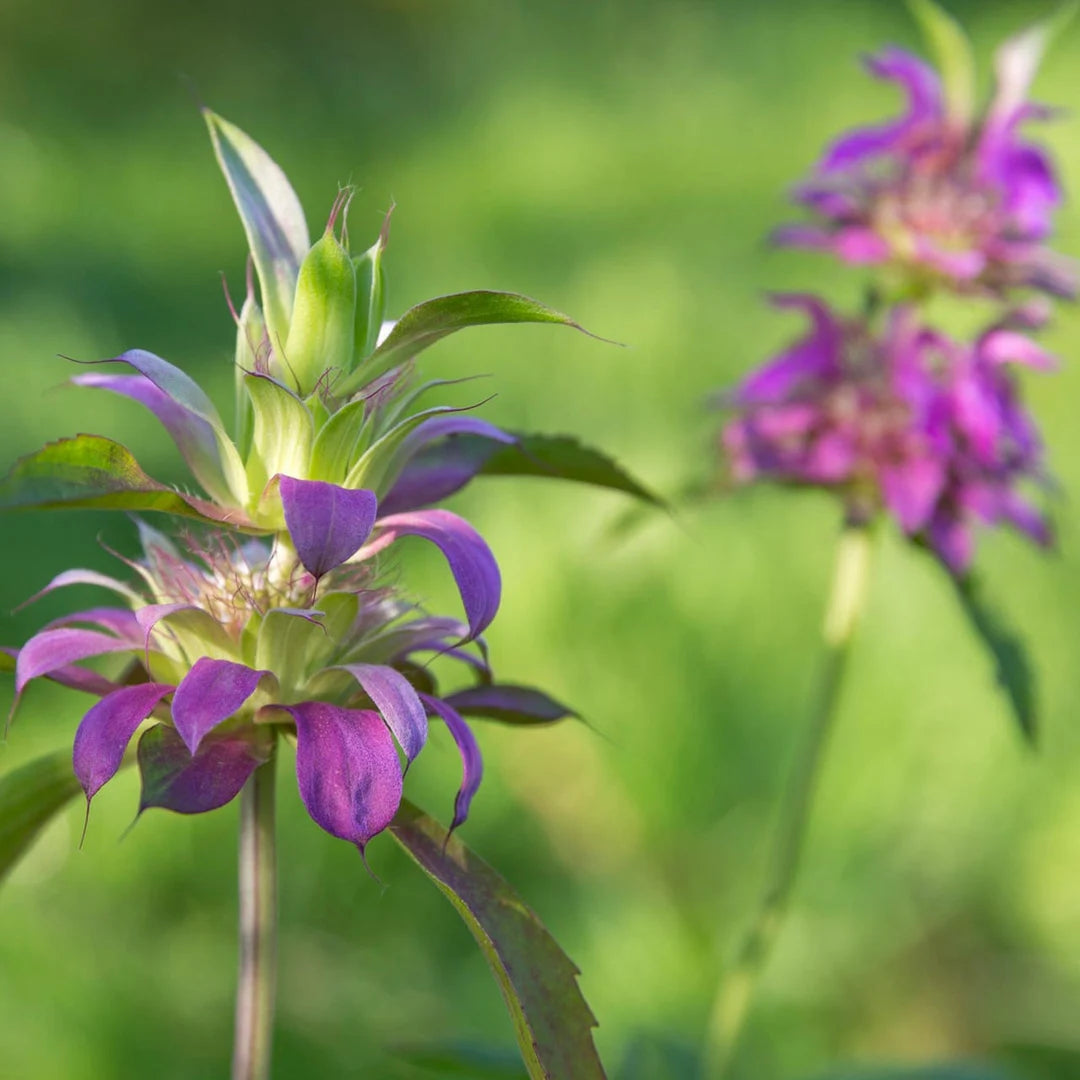 Monarda Citriodora Purple Seeds for planting in home garden