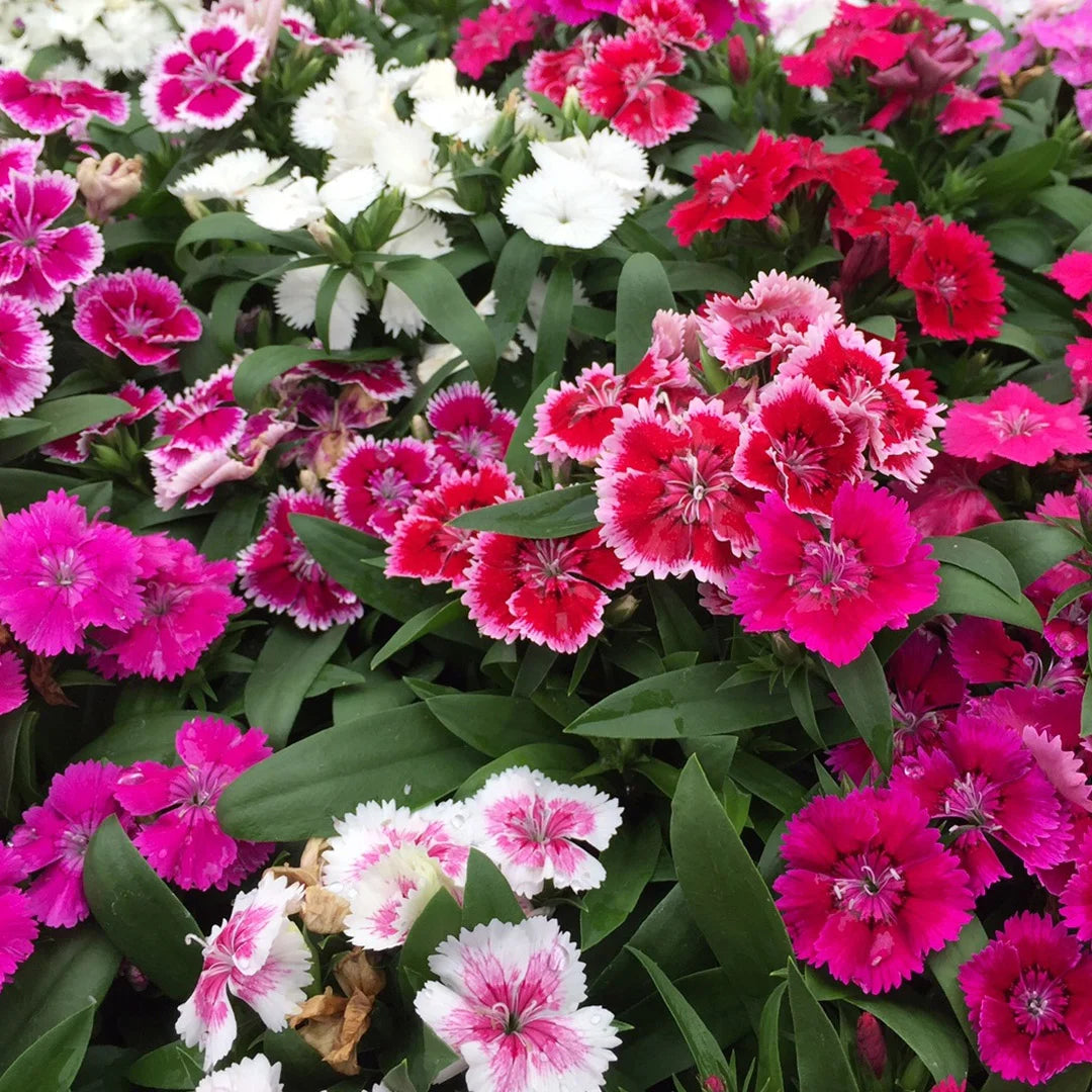 Dianthus (Dianthus scientific name) for planting in garden