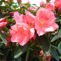 Rhododendron (Rhododendron scientific name) for planting in garden