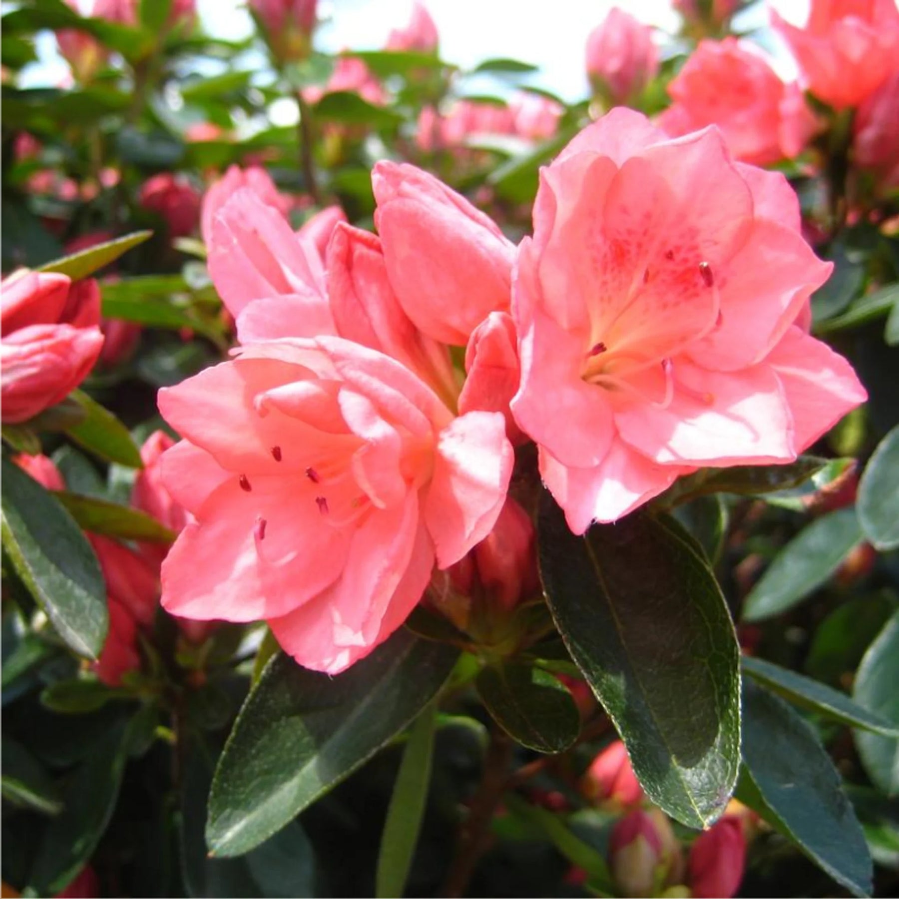 Rhododendron (Rhododendron scientific name) for planting in garden
