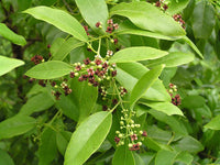 Santalum Album Plant Seeds for planting in home garden