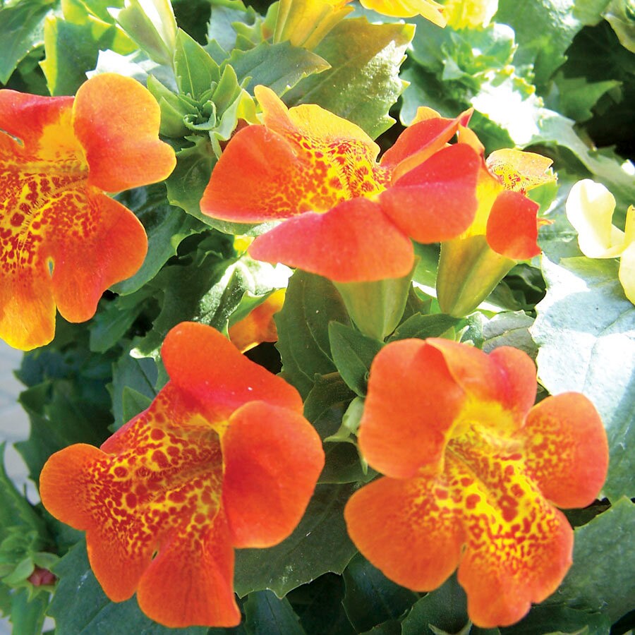 Heirloom Mimulus Flower Seeds, Non-GMO Monkey Flower Blooms for Moist and Shaded Garden Planting for planting in home garden