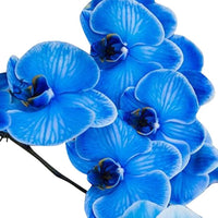 Blue Butterfly Orchid Flower Seeds for Planting for planting in home garden